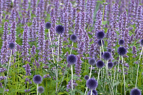 ECHINOPS_RITRO_VEITCHS_BLUE_WITH_AGASTACHE_BLUE_FORTUNE