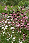 ECHINACEA PALLIDA WITH GAURA IN PLANTING DRIFT