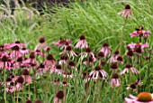 DRIFT OF ECHINACEA PALLIDA WITH GRASSES