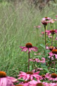 FEATHERY GRASSES AND ECHINACEA