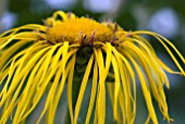 INULA MAGNIFICA SONNENSTRAHT