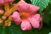 CAMPSIS RADICANS