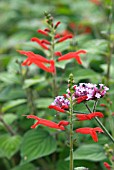 SALVIA ELEGANS AND VERBENA BONARIENSIS