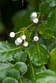 AZARA SERRATA ANDES GOLD BERRIES