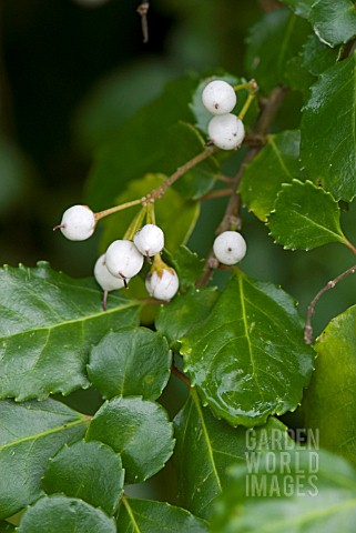 AZARA_SERRATA_ANDES_GOLD_BERRIES