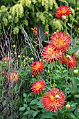 DAHLIA WESTON SPANISH DANCER