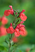 SALVIA MICROPHYLLA VAR NEWBY HALL