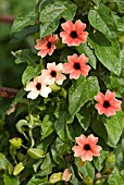 THUNBERGIA ALATA AFRICAN SUNSET