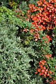 TROPAEOLUM SPECIOSUM