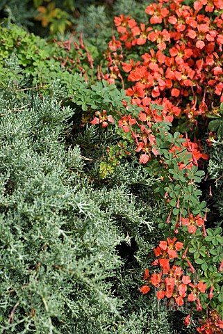 TROPAEOLUM_SPECIOSUM