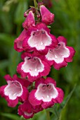 PENSTEMON GEORGE HOME