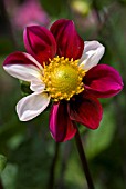 DAHLIA TWININGS SMARTIE