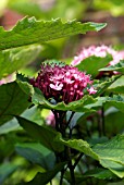 CLERODENDRUM BUNGEI