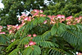 ALBIZIA JULIBRISSIN F.ROSEA