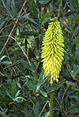 KNIPHOFIA BUTTERCUP