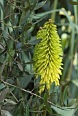 KNIPHOFIA BUTTERCUP GROWING WITH OLIVE TREE