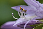 FLOWER DETAIL IN HOSTA KIKUTII GREEN FOUNTAIN