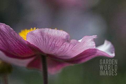 ANEMONE_HUPEHENSIS_VAR_JAPONICA_PRINZ_HEINRICH