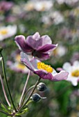 ANEMONE HUPEHENSIS VAR JAPONICA PRINZ HEINRICH