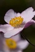 ANEMONE HUPEHENSIS VAR JAPONICA PRINZ HEINRICH