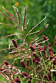 MISCANTHUS SINENSIS FERNER OSTEN WITH SANGUISORBA OFFICINALIS