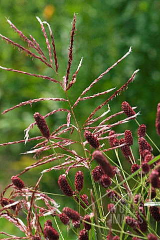 MISCANTHUS_SINENSIS_FERNER_OSTEN_WITH_SANGUISORBA_OFFICINALIS