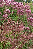 MISCANTHUS SINENSIS FERNER OSTEN WITH EUPATORIUM MACULATUM