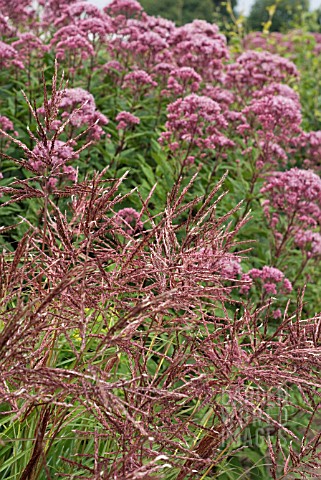 MISCANTHUS_SINENSIS_FERNER_OSTEN_WITH_EUPATORIUM_MACULATUM