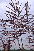 MISCANTHUS SINENSIS