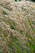 STIPA CALAMAGROSTIS