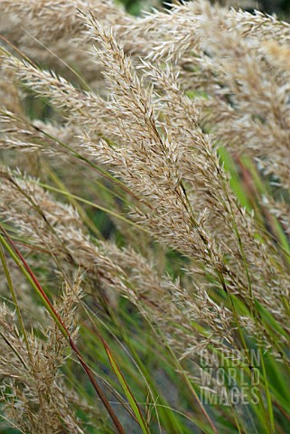 STIPA_CALAMAGROSTIS