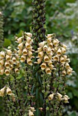 SECOND FLUSH OF FLOWERS FROM DIGITALIS FERRUGINEA