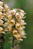 DIGITALIS FERRUGINEA