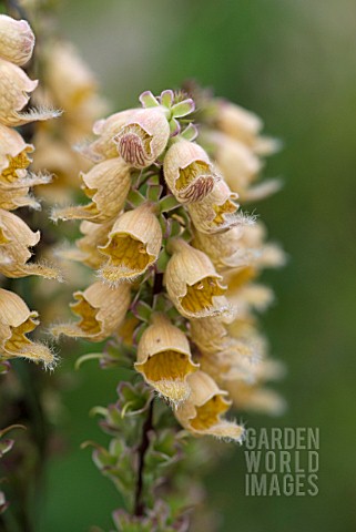 DIGITALIS_FERRUGINEA