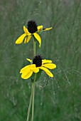 RUDBECKIA MAXIMA