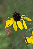 RUDBECKIA MAXIMA WITH MOLINA CAERULEA