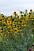 RUDBECKIA MAXIMA