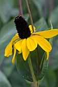 RUDBECKIA MAXIMA