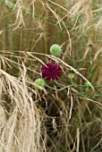 STIPA TENUISSIMA WITH SCABIOUS ATROPURPUREA