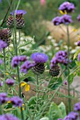 COMBINATION CYNARA WITH VERBENA BONARIENSIS