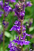 LOBELIA X SPECIOSA VEDRARIENSIS