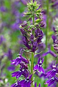 LOBELIA X SPECIOSA VEDRARIENSIS