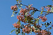 SORBUS HUPEHENSIS VAR. OBTUSA