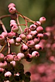 SORBUS HUPEHENSIS VAR. OBTUSA