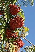 SORBUS POHUASHANENSIS