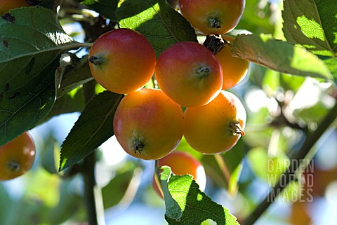 MALUS