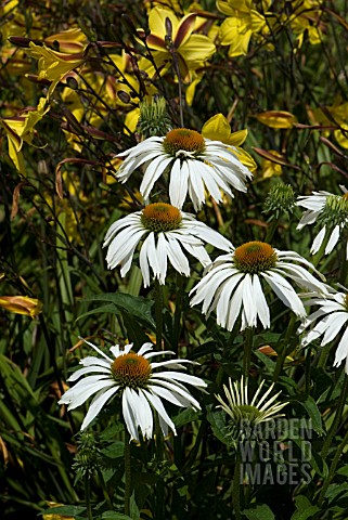 COMBINATION_OF_ECHINACEA_AND_HEMEROCALLIS