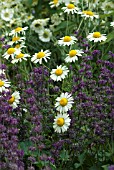 AGASTACHE WITH ARGYRANTHEMUM