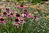 ECHINACEA AND ACHILLEA