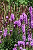 LIATRIS SPICATA WITH IMPERATA CYLINDRICA RED BARON